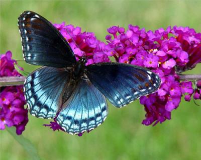 RED SPOTTED PURPLE ADMIRAL  2.jpg