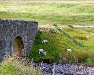  Scotland sheep.jpg