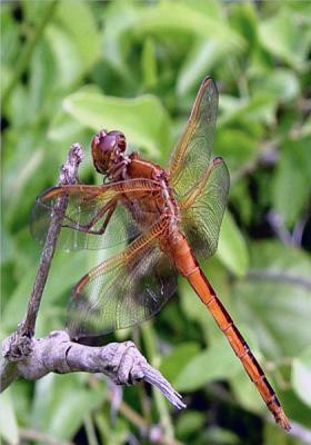 NEEDHAM'S SKIMMER DRAGONFLY 8664 .jpg