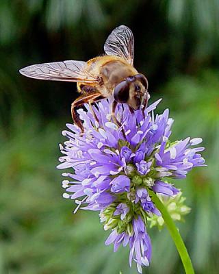 Syrphid fly, toxomerus 5 .jpg