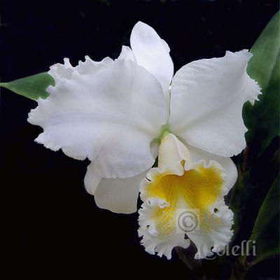 White Orchid 4478ab .jpg