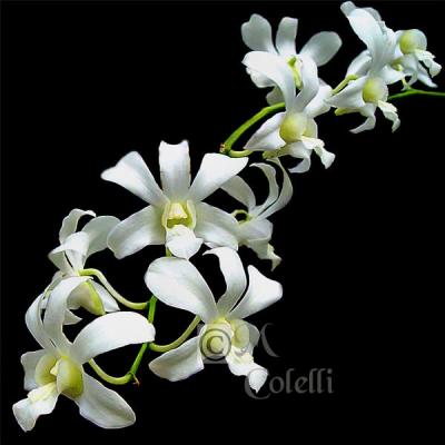 Tiny orchids4452c .jpg