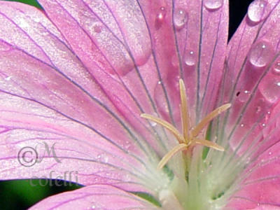 PINK FLOWER 7419 .jpg