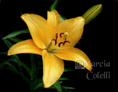YELLOW ASIATIC LILY 7622 .jpg