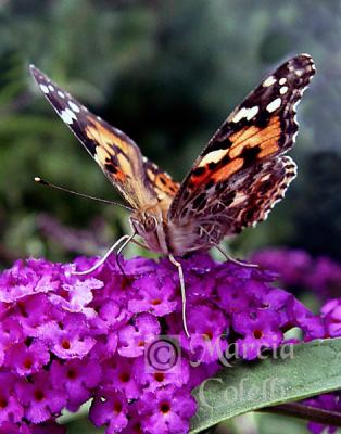 PAINTED LADY BUTTERFLY 0867 .jpg