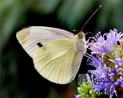 CABBAGE WHITE BUTTERFLY 0242 .jpg