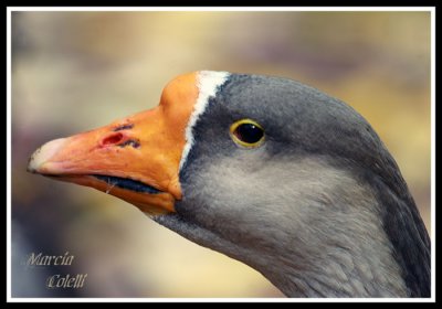 GREATER WHITE FRONTED GOOSE-1470a.jpg