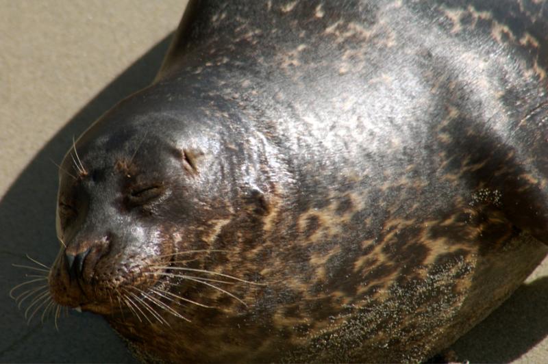 La Jolla Seals