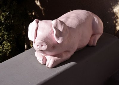 Urban Pig