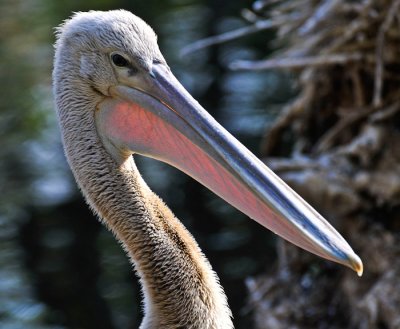 Triangular Beak