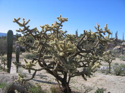 Desert Landscape