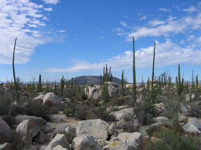 Rocks and Cactus