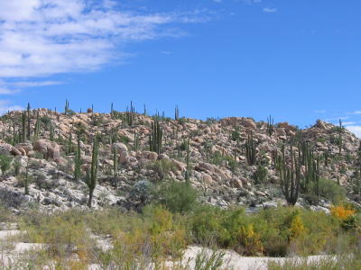 Rocky Hill near Catavina