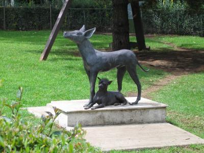 Dolores Olmedo Museum itzcuintli Dog