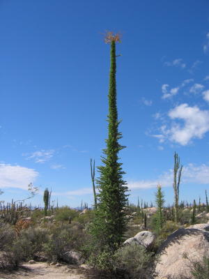 Desert Christmas Tree