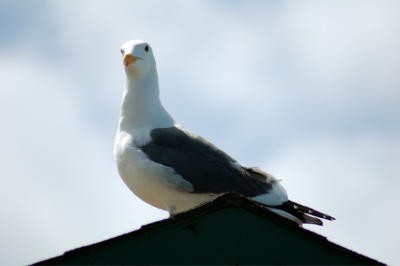 Gull on Observation Hut