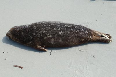 La Jolla Seals