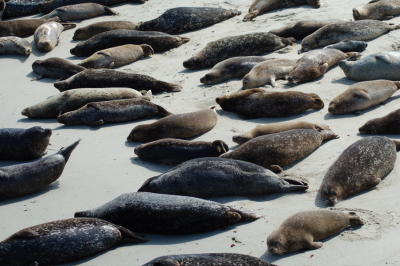 La Jolla Seals