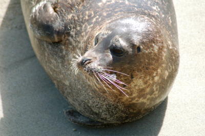 La Jolla Seals