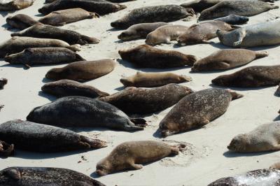 La Jolla Seals