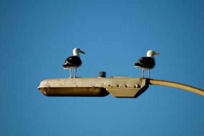 Gulls