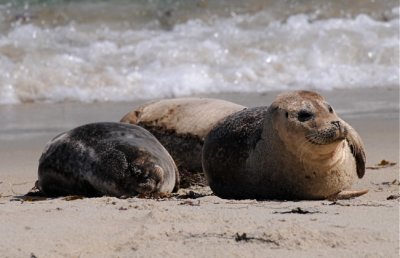 Sun-worshippers