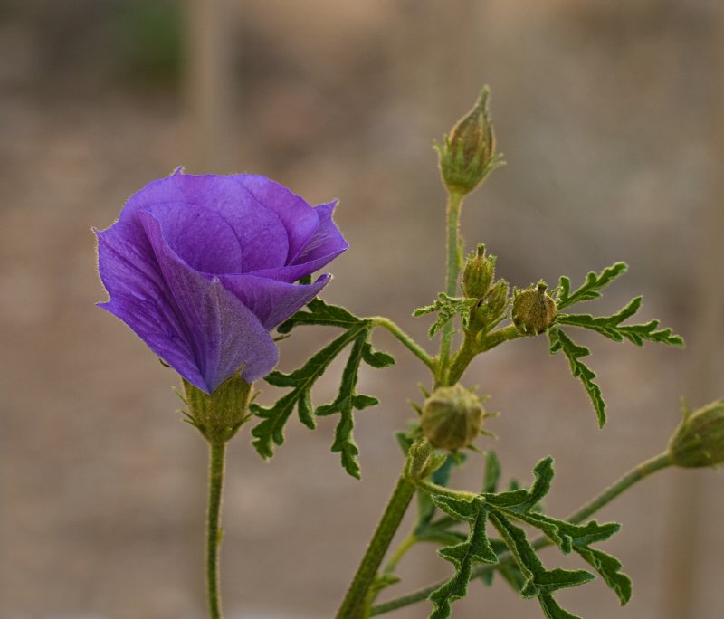 P3222003cropsm.jpg