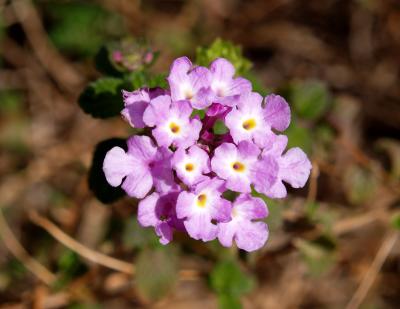 Lantana-1.jpg