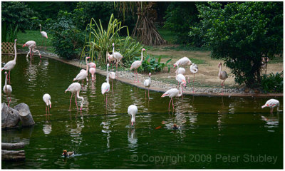 And birds.