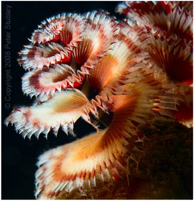 Christmas tree worm.