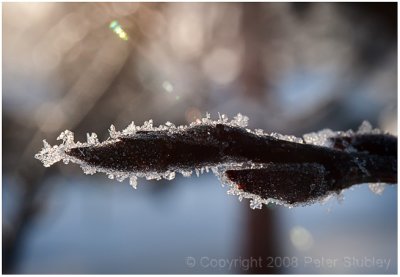 Frosty branch.