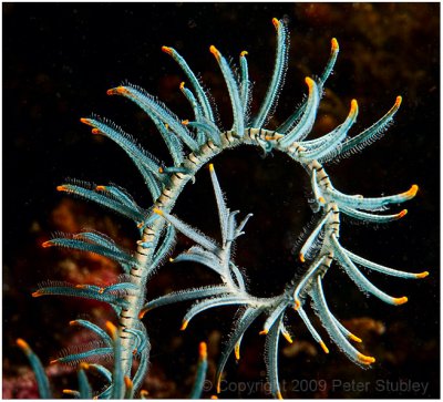 Feather star.