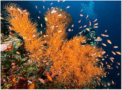 Black coral, Verde Island.