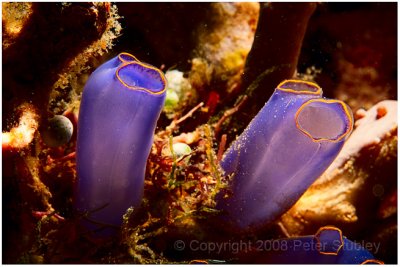Sea squirts.