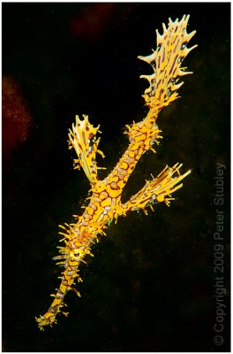 Another ornate ghost pipefish.