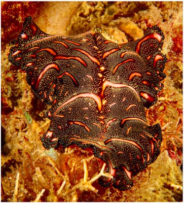 Flatworm.