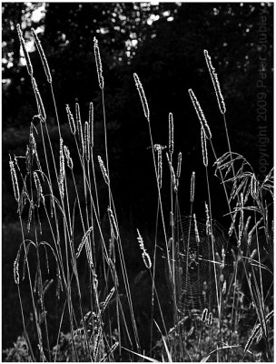 Backlit grass (recrop).