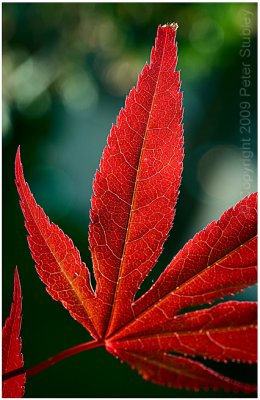 Japanese maple (backlit, of course).