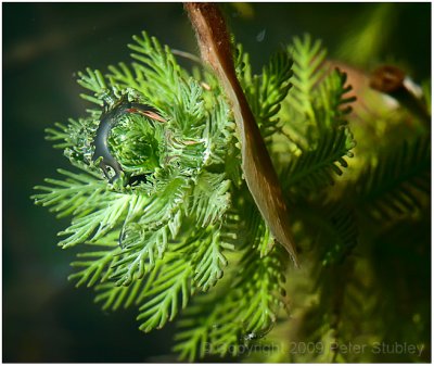 Pond bubble.