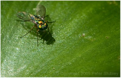 Little orange fly.