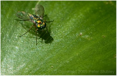 Little orange fly.