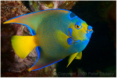 Queen angel fish.