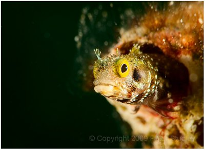 Barbed blenny.