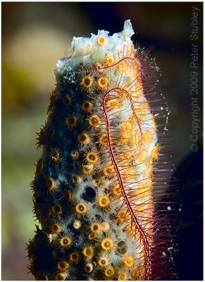 Brittle star on sponge.