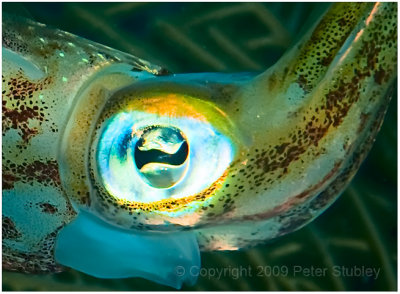 Eye of the squid.