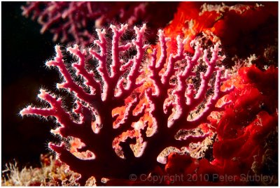 Rose lace coral.