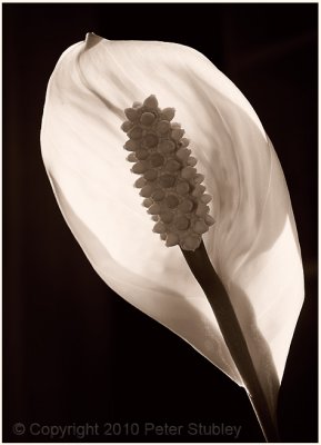Easter lily.