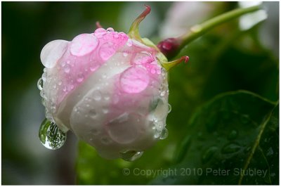 Crabapple drops.