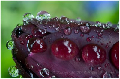 Tulip drops.