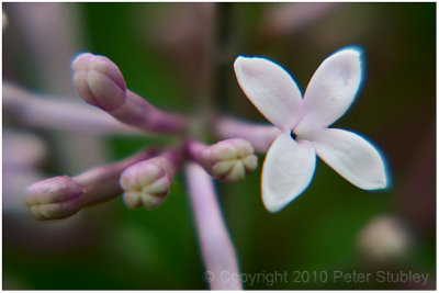 Lilacs.